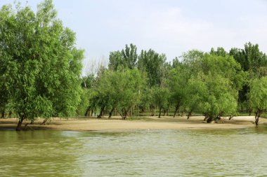 Sel bürüyen bir ağaç,