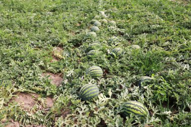 Tarladaki karpuz çiftliğinde