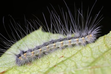 Tırtıl doğal ortamda.