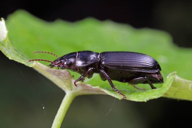 Doğadaki Kolaoptera Karabidae Böcekleri