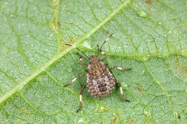 Kokuşmuş böcekler doğal haldeler.