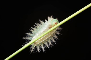 Doğal haldeki tırtıllar.