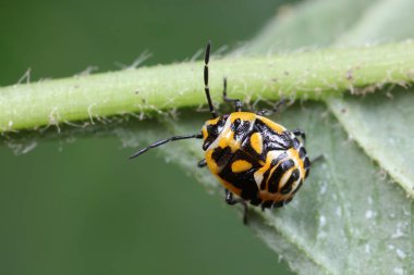 Bitkilerdeki pis böcekler