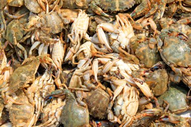 Bulaşıklar - restoranda taze yengeç, fotoğrafa yakın çekim