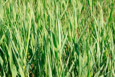 Reed vahşi doğada, fotoğrafa yakın.