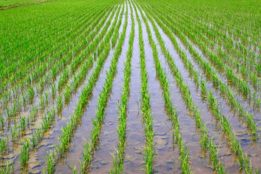 Tarlada pirinç fideleri, fotoğraflara yakın çekim.