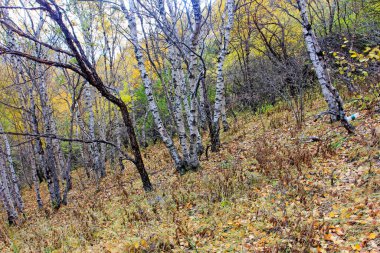 Vahşi doğada huş ağacı gövdesi