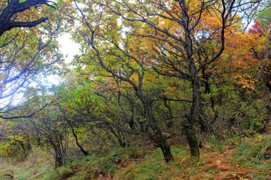 Dağ doğal manzarası, fotoğrafa yakın çekim