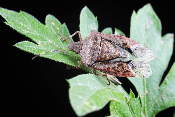 Halyomorpha halys on green leaves