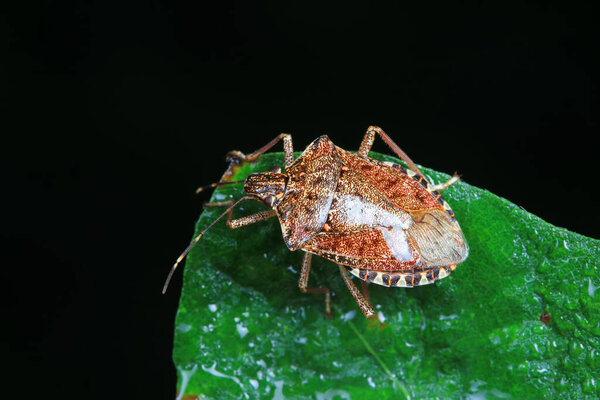 Halyomorpha halys on green leaves