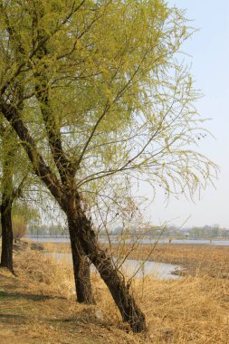 Nehir kıyısında söğüt, doğal manzara, yakın çekim.