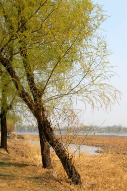 Nehir kıyısında söğüt, doğal manzara, yakın çekim.