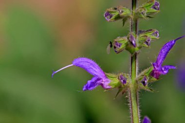 lythrum salicaria çiçekler tam Bloom