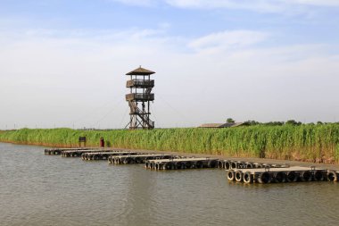 Wetland Park manzarası, fotoğrafa yakın çekim