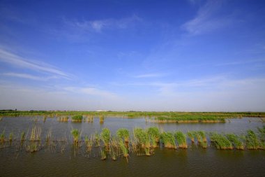 Wetland Park Doğal Manzara