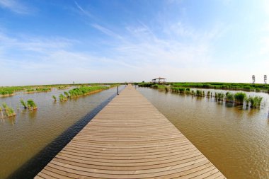 Wetland Park manzarası, fotoğrafa yakın çekim