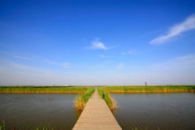 Wetland Park 'taki tahta yolda.