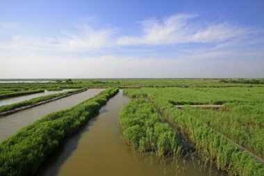 Wetland Park Doğal Manzara