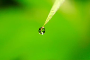 Su damlacıkları ve çimenler