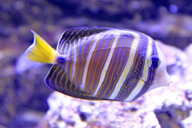 Tropikal balıklar, fotoğrafa yakın çekim.