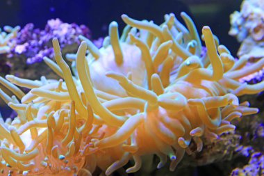 Mercan, fotoğrafa yaklaş.