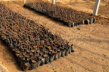 Grape Cuttings in the nutrition bowl