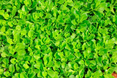 Doğadaki Vane yaprakları