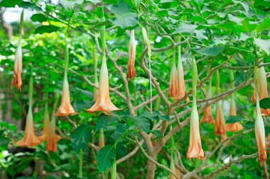 Datura Mandala Botanik Bahçesinde