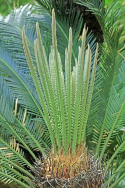 Sago Cycas Bu, fotoğrafa yaklaş.