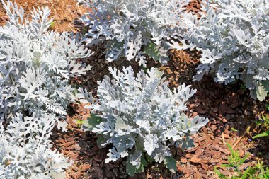 Senecio Cinerari, fotoğrafa yaklaş.