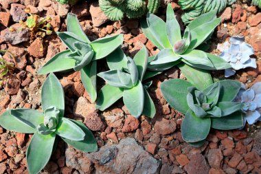 Botanik bahçesindeki etli bitkiler