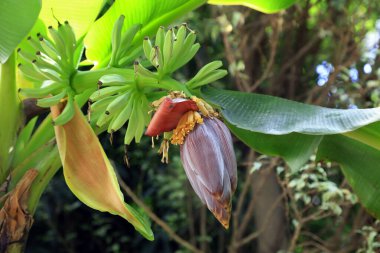 Botanik bahçesinde muz çiçekleri