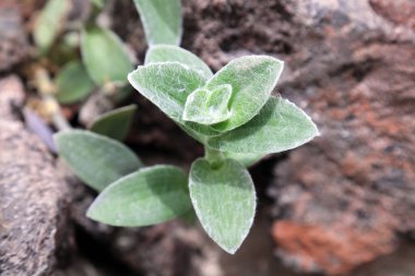 Mayacaceae bitkileri botanik bahçesinde