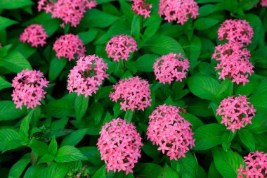 Mor çiçekler parkta.