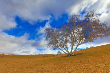 İç Moğolistan Ulan çayır manzarası beyaz doğum