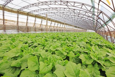 Serada sebzeler, fotoğrafa yakın çekim.