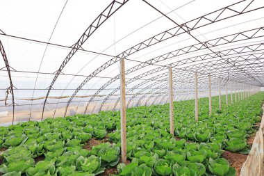 Serada sebzeler, fotoğrafa yakın çekim.