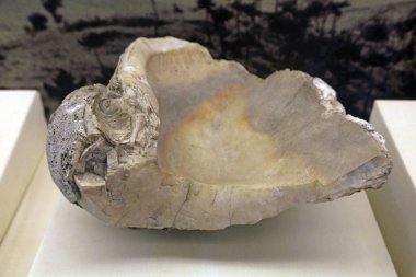 Bir müzede midye kabuğu fosilleri