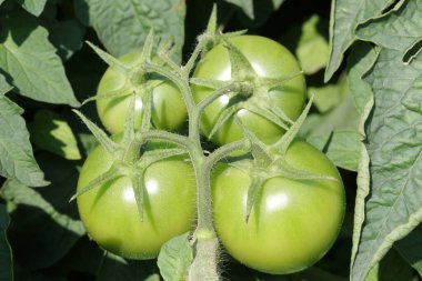 Serada yeşil domatesler, fotoğrafa yakın çekim.