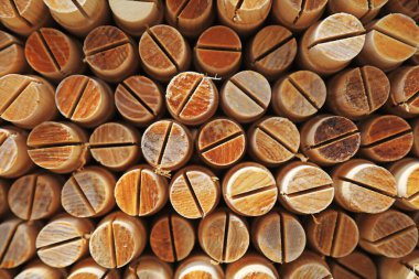 Odunların kesiti bir fabrika deposunda..