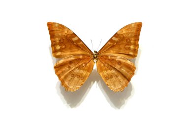 Beyaz arka planda güzel kelebekler