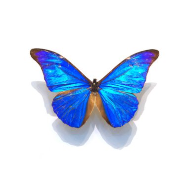 Beyaz arka planda güzel kelebekler