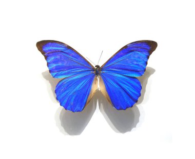 Beyaz arka planda güzel kelebekler