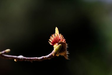 Mıknatıs çiçeği.