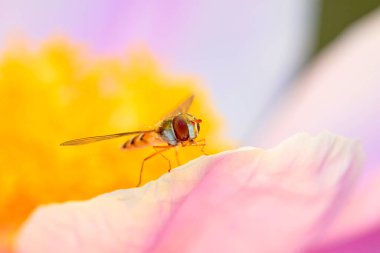 Stamen üzerinde uçan, fotoğrafa yakın çekim