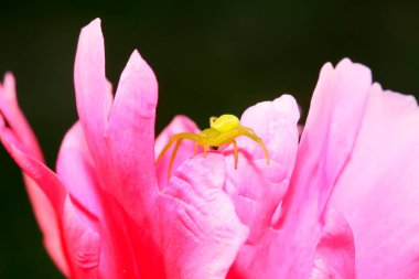 Kırmızı çiçeklerdeki yeşil yengeç örümcekleri, yakın plan fotoğraf