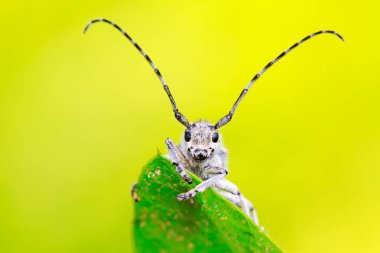 Yeşil yapraklı uzun mısır