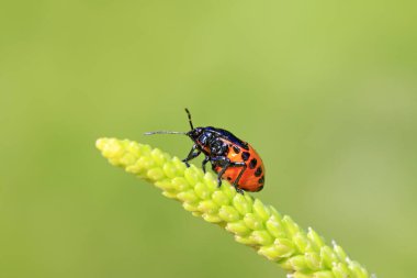 Yeşil bitkide mavi böcekler