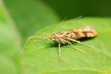 Güve böcekleri yabandaki bitkilerde