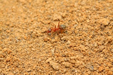 Karıncalar vahşi doğada kum taneleri taşır.